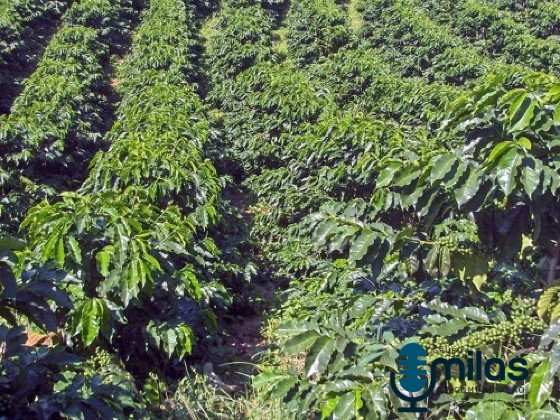 BRANDT-Cafezal-adensado-no-municipio-de-Linhares-ES.jpg
