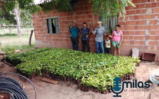 Agricultores familiares da região Médio Norte recebem 20 mil mudas de café clonal 1.jpg