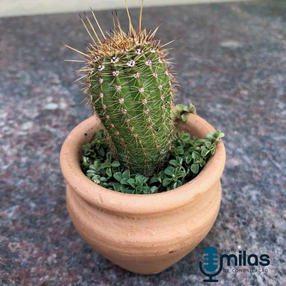 cacto