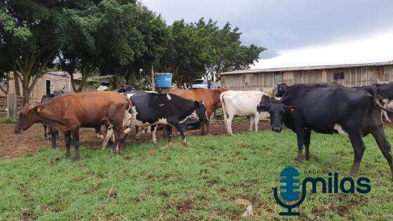 vacas no pasto.jpg