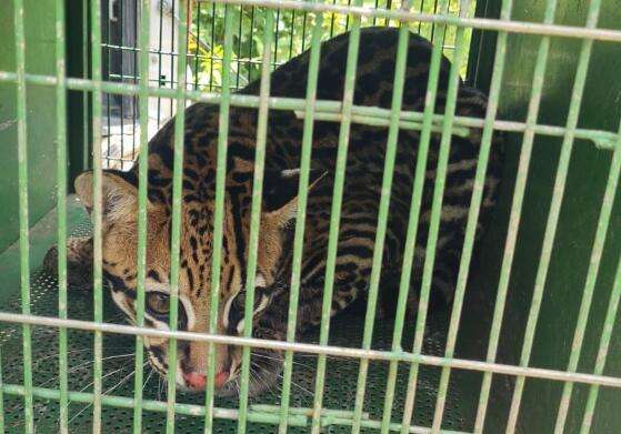 Jaguatirica é reintroduzida na natureza após seis meses de tratamento.jpg