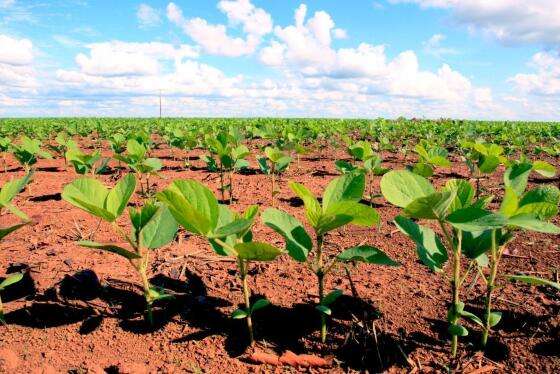 Agricultura - Lavoura de soja.jpg