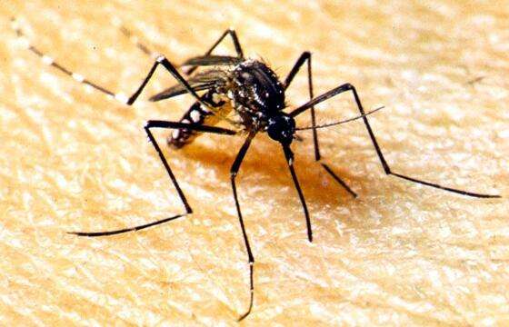 Mosquito da dengue.jpg