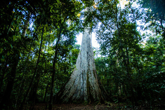 Floresta Amazônica.jpg