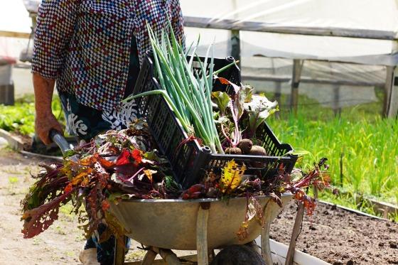 feira agroecologica