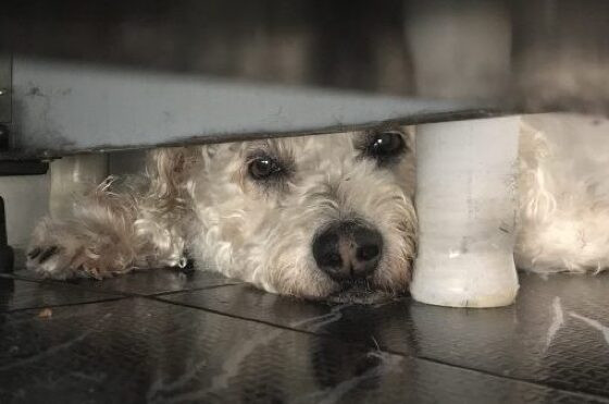 dog-under-the-oven-510x338.jpg